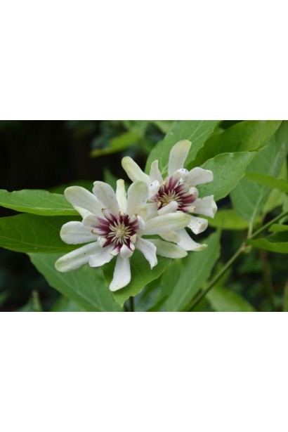 Молодий приріст Каліканта Венус